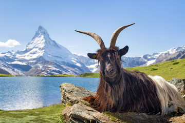 Mountains Tours in Switzerland